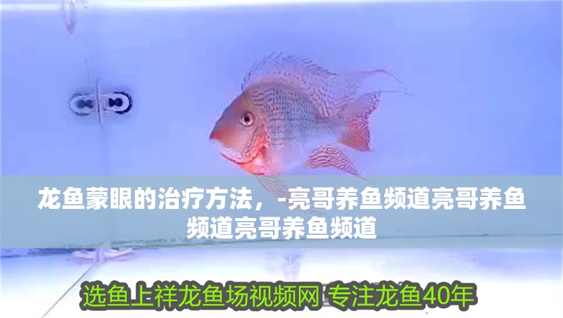 龍魚蒙眼的治療方法，-亮哥養(yǎng)魚頻道亮哥養(yǎng)魚頻道亮哥養(yǎng)魚頻道