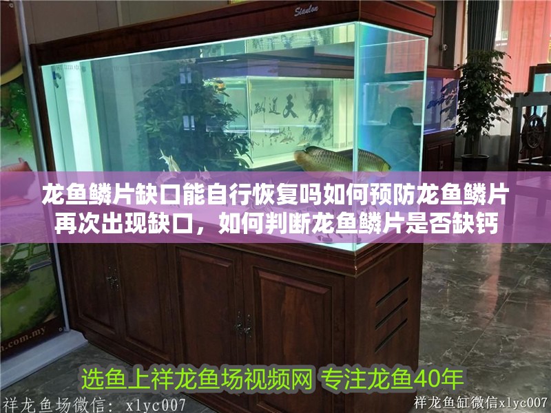 龍魚鱗片缺口能自行恢復嗎如何預防龍魚鱗片再次出現(xiàn)缺口，如何判斷龍魚鱗片是否缺鈣