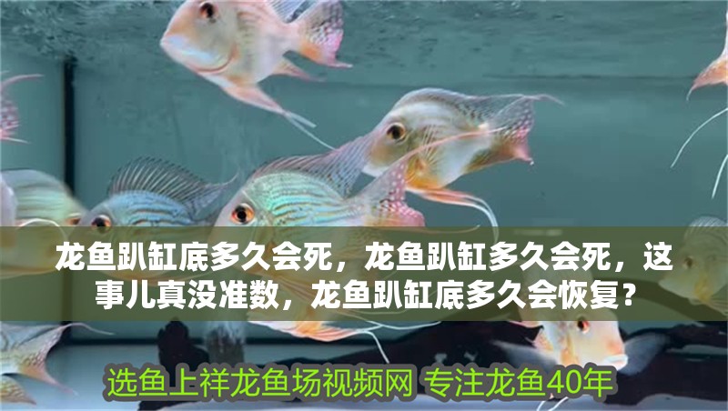 龍魚趴缸底多久會死，龍魚趴缸多久會死，這事兒真沒準數，龍魚趴缸底多久會恢復？