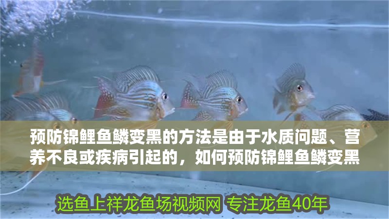 預防錦鯉魚鱗變黑的方法是由于水質問題、營養不良或疾病引起的，如何預防錦鯉魚鱗變黑
