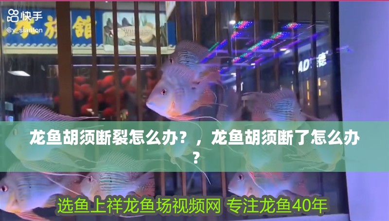 龍魚胡須斷裂怎么辦？，龍魚胡須斷了怎么辦？