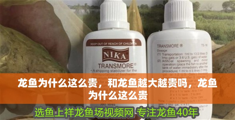 龍魚為什么這么貴，和龍魚越大越貴嗎，龍魚為什么這么貴