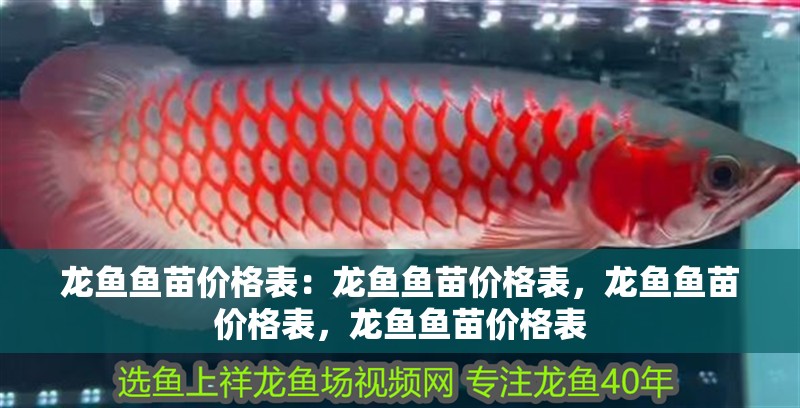 龍魚魚苗價格表：龍魚魚苗價格表，龍魚魚苗價格表，龍魚魚苗價格表