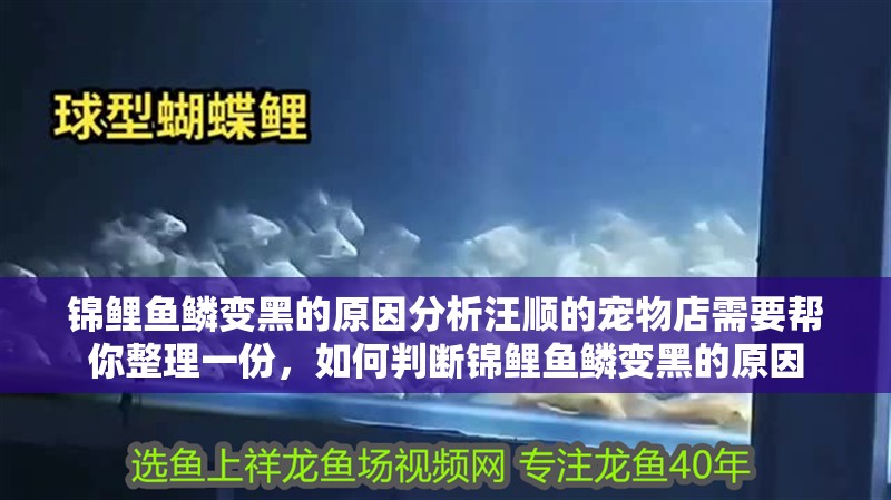 錦鯉魚鱗變黑的原因分析汪順的寵物店需要幫你整理一份，如何判斷錦鯉魚鱗變黑的原因