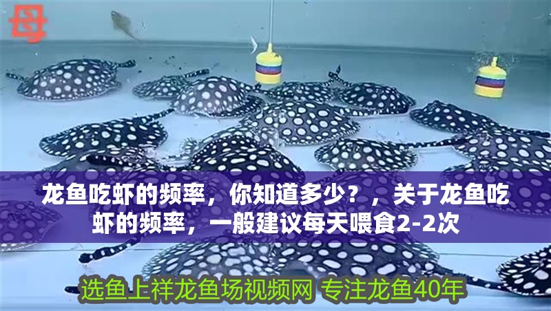 龍魚吃蝦的頻率，你知道多少？，關(guān)于龍魚吃蝦的頻率，一般建議每天喂食2-2次