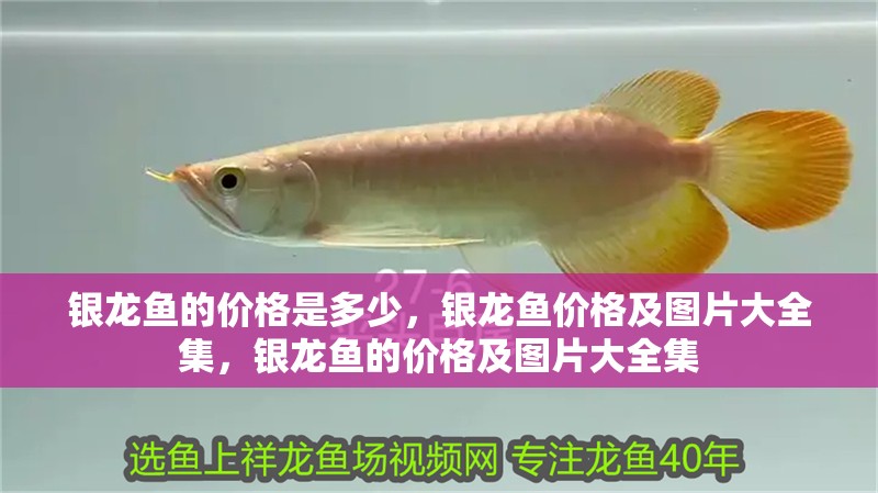 銀龍魚的價格是多少，銀龍魚價格及圖片大全集，銀龍魚的價格及圖片大全集