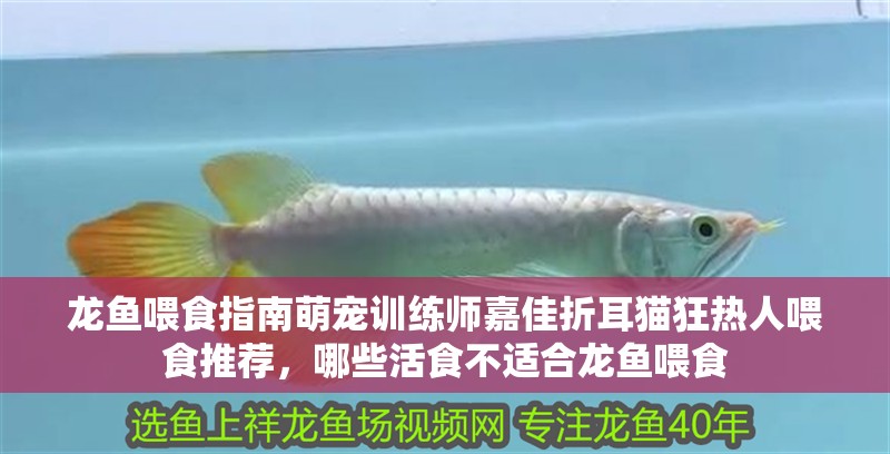 龍魚喂食指南萌寵訓(xùn)練師嘉佳折耳貓狂熱人喂食推薦，哪些活食不適合龍魚喂食