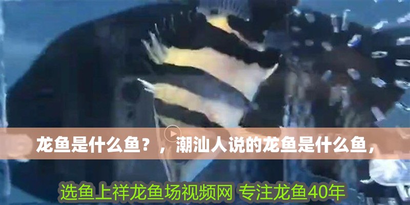 龍魚是什么魚？，潮汕人說的龍魚是什么魚，