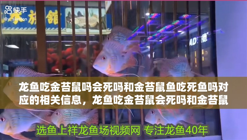 龍魚吃金苔鼠嗎會死嗎和金苔鼠魚吃死魚嗎對應(yīng)的相關(guān)信息，龍魚吃金苔鼠會死嗎和金苔鼠魚吃死魚嗎，對應(yīng)的信息