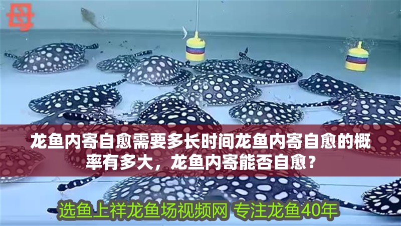 龍魚內寄自愈需要多長時間龍魚內寄自愈的概率有多大，龍魚內寄能否自愈？