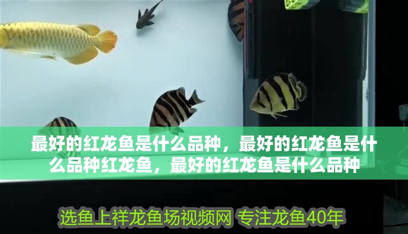最好的紅龍魚是什么品種，最好的紅龍魚是什么品種紅龍魚，最好的紅龍魚是什么品種
