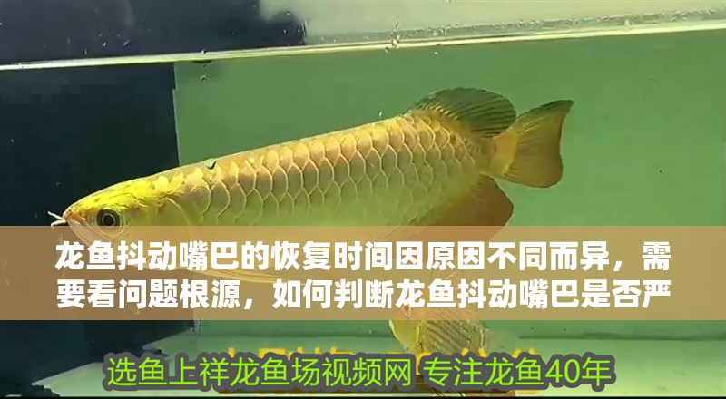 龍魚抖動嘴巴的恢復時間因原因不同而異，需要看問題根源，如何判斷龍魚抖動嘴巴是否嚴重