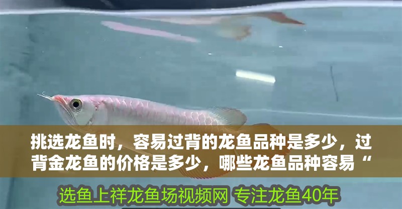 挑選龍魚時(shí)，容易過(guò)背的龍魚品種是多少，過(guò)背金龍魚的價(jià)格是多少，哪些龍魚品種容易“過(guò)背”？