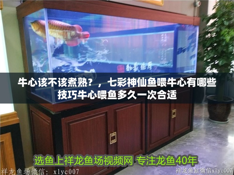 牛心該不該煮熟？，七彩神仙魚喂牛心有哪些技巧牛心喂魚多久一次合適