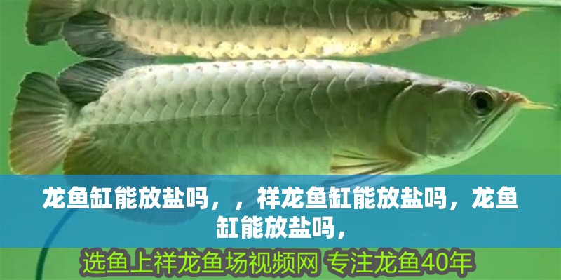龍魚缸能放鹽嗎，，祥龍魚缸能放鹽嗎，龍魚缸能放鹽嗎，