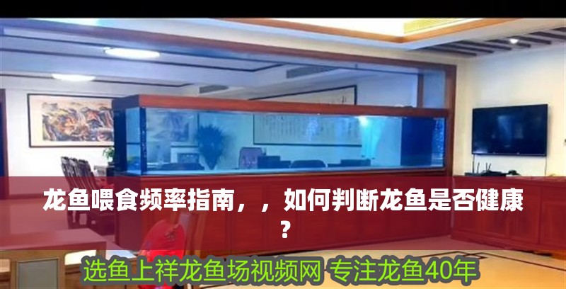 龍魚喂食頻率指南，，如何判斷龍魚是否健康？