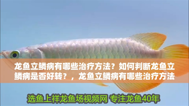 龍魚立鱗病有哪些治療方法？如何判斷龍魚立鱗病是否好轉？，龍魚立鱗病有哪些治療方法判斷龍魚立鱗病是否好轉