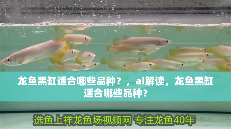 龍魚黑缸適合哪些品種？，ai解讀，龍魚黑缸適合哪些品種？