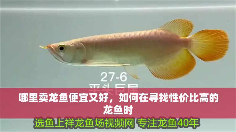 哪里賣龍魚(yú)便宜又好，如何在尋找性價(jià)比高的龍魚(yú)時(shí)