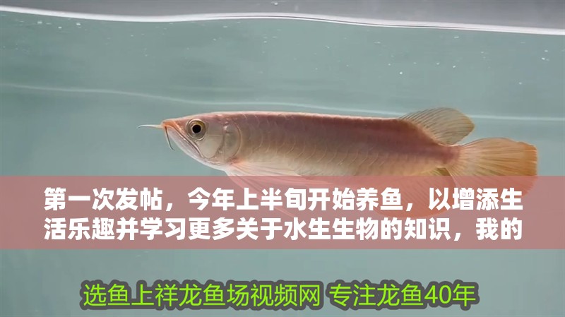 第一次發(fā)帖，今年上半旬開始養(yǎng)魚，以增添生活樂趣并學習更多關于水生生物的知識，我的養(yǎng)魚心得
