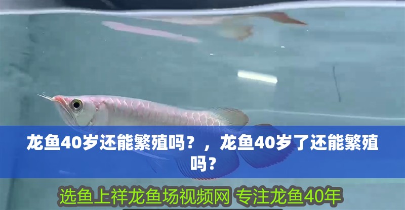 龍魚40歲還能繁殖嗎？，龍魚40歲了還能繁殖嗎？