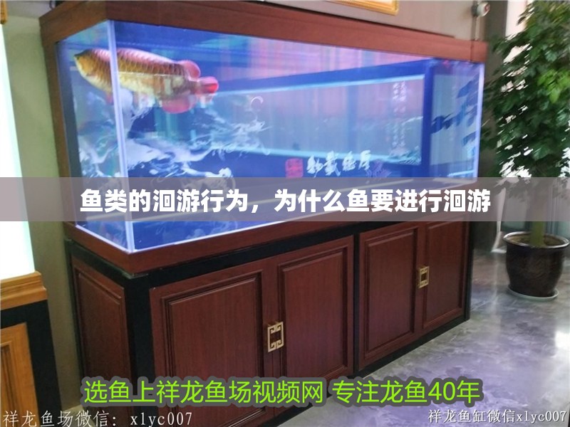 魚類的洄游行為，為什么魚要進行洄游 魚類的洄游行為，為什么魚要進行洄游 龍魚百科 第2張