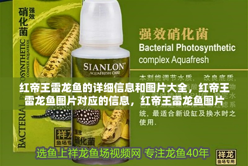 紅帝王雷龍魚的詳細信息和圖片大全，紅帝王雷龍魚圖片對應的信息，紅帝王雷龍魚圖片