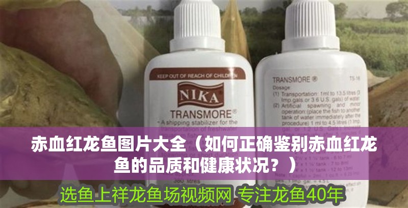赤血紅龍魚圖片大全（如何正確鑒別赤血紅龍魚的品質和健康狀況？）