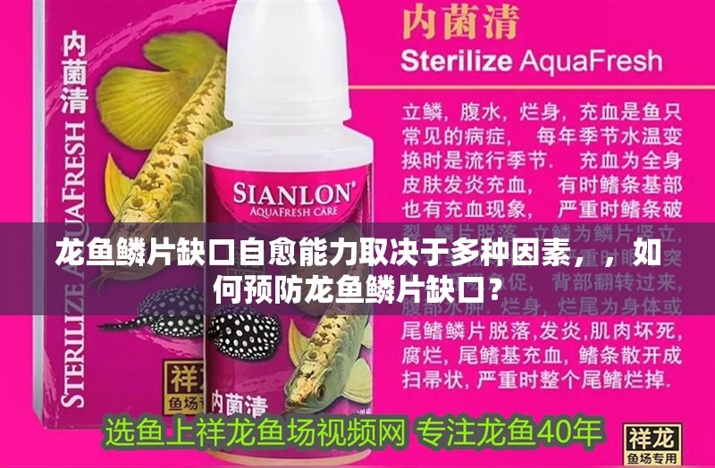 龍魚鱗片缺口自愈能力取決于多種因素，，如何預防龍魚鱗片缺口？