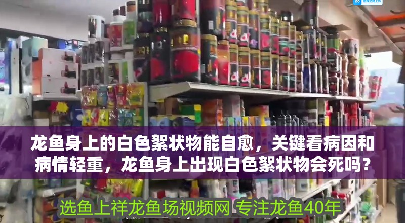 龍魚身上的白色絮狀物能自愈，關鍵看病因和病情輕重，龍魚身上出現白色絮狀物會死嗎？