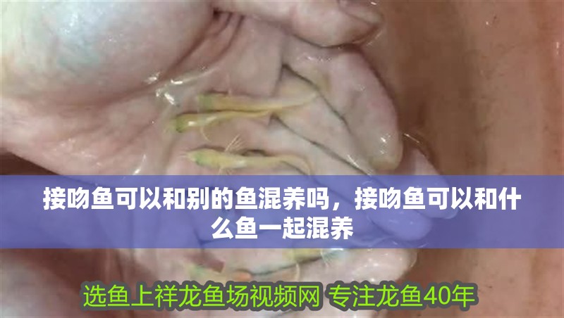 接吻魚可以和別的魚混養嗎，接吻魚可以和什么魚一起混養 接吻魚可以和別的魚混養嗎，接吻魚可以和什么魚一起混養 觀賞魚百科 第2張