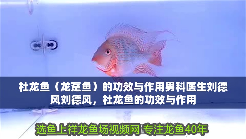 杜龍魚（龍躉魚）的功效與作用男科醫(yī)生劉德風(fēng)劉德風(fēng)，杜龍魚的功效與作用