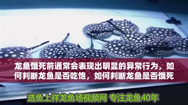 龍魚餓死前通常會(huì)表現(xiàn)出明顯的異常行為，如何判斷龍魚是否吃飽，如何判斷龍魚是否餓死