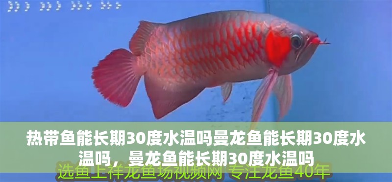 熱帶魚能長期30度水溫嗎曼龍魚能長期30度水溫嗎，曼龍魚能長期30度水溫嗎