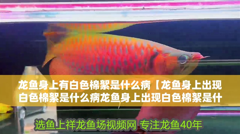 龍魚身上有白色棉絮是什么病【龍魚身上出現白色棉絮是什么病龍魚身上出現白色棉絮是什么病】
