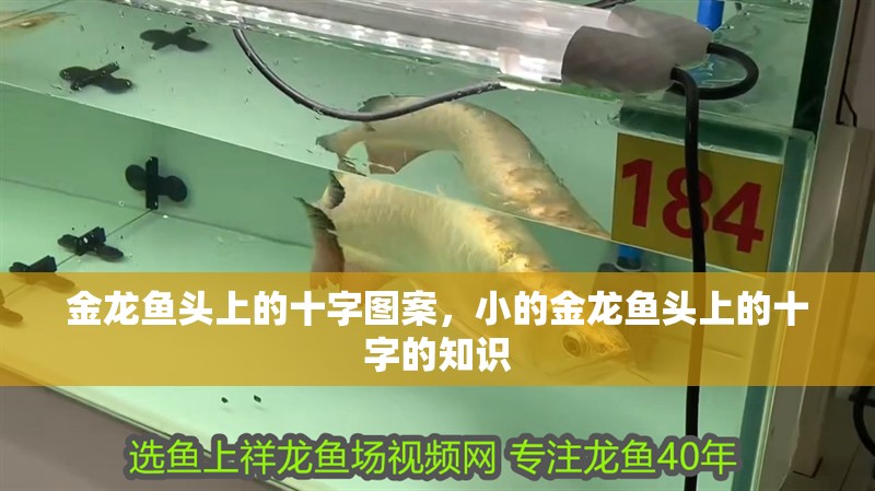 金龍魚頭上的十字圖案，小的金龍魚頭上的十字的知識