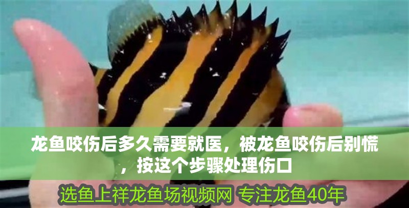龍魚咬傷后多久需要就醫(yī)，被龍魚咬傷后別慌，按這個步驟處理傷口