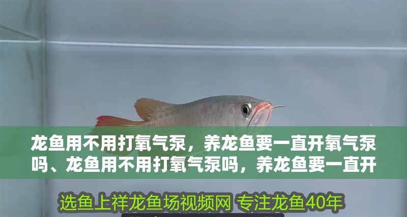龍魚用不用打氧氣泵，養龍魚要一直開氧氣泵嗎、龍魚用不用打氧氣泵嗎，養龍魚要一直開氧氣泵嗎