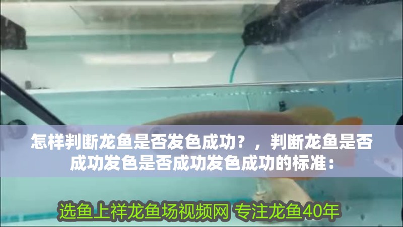 怎樣判斷龍魚是否發色成功？，判斷龍魚是否成功發色是否成功發色成功的標準：