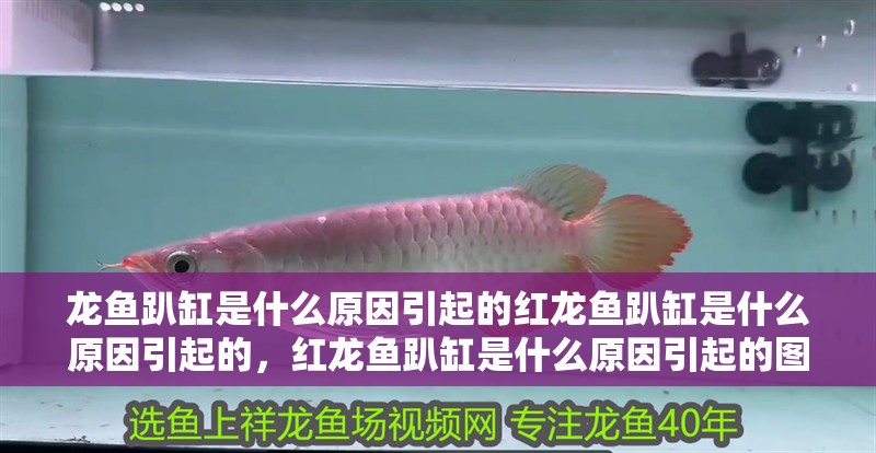 龍魚趴缸是什么原因引起的紅龍魚趴缸是什么原因引起的，紅龍魚趴缸是什么原因引起的圖片