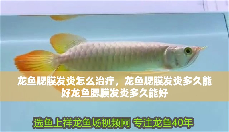 龍魚腮膜發(fā)炎怎么治療，龍魚腮膜發(fā)炎多久能好龍魚腮膜發(fā)炎多久能好