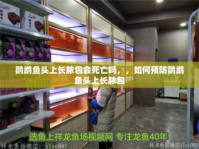 鸚鵡魚(yú)頭上長(zhǎng)膿包會(huì)死亡嗎，，如何預(yù)防鸚鵡魚(yú)頭上長(zhǎng)膿包