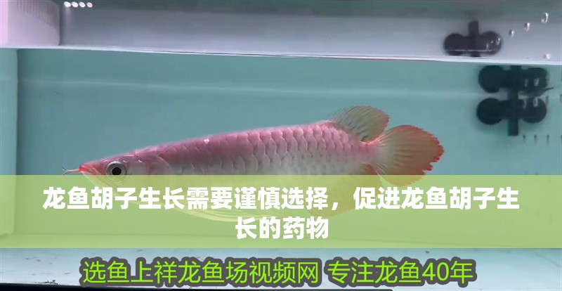 龍魚胡子生長需要謹慎選擇，促進龍魚胡子生長的藥物