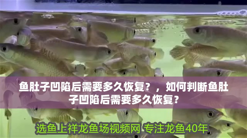 魚肚子凹陷后需要多久恢復？，如何判斷魚肚子凹陷后需要多久恢復？