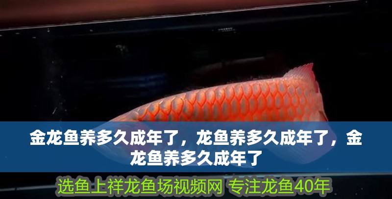 金龍魚養多久成年了，龍魚養多久成年了，金龍魚養多久成年了