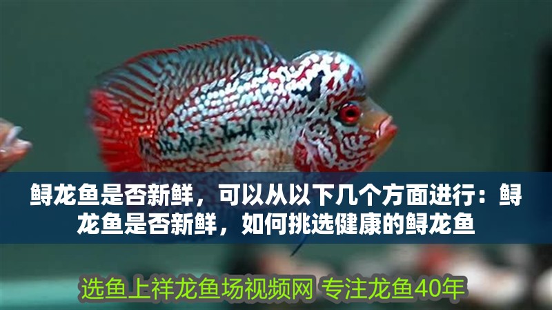 鱘龍魚是否新鮮，可以從以下幾個(gè)方面進(jìn)行：鱘龍魚是否新鮮，如何挑選健康的鱘龍魚