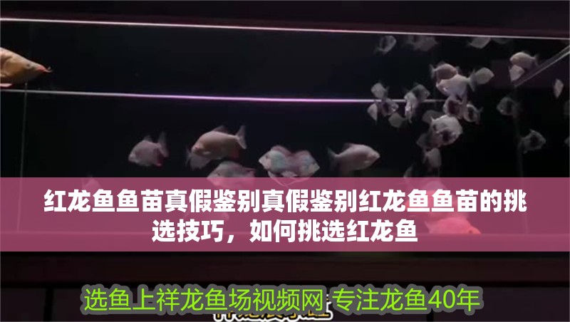 紅龍魚魚苗真假鑒別真假鑒別紅龍魚魚苗的挑選技巧，如何挑選紅龍魚