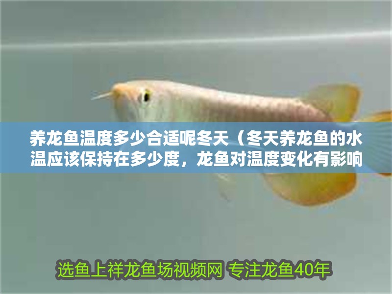 養(yǎng)龍魚溫度多少合適呢冬天（冬天養(yǎng)龍魚的水溫應(yīng)該保持在多少度，龍魚對(duì)溫度變化有影響嗎）