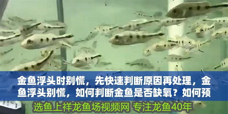 金魚浮頭時(shí)別慌，先快速判斷原因再處理，金魚浮頭別慌，如何判斷金魚是否缺氧？如何預(yù)防金魚再次浮頭？