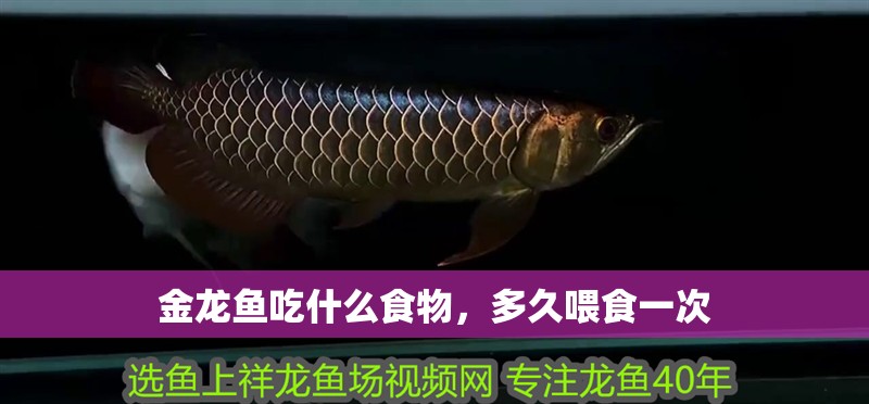 金龍魚吃什么食物，多久喂食一次